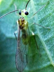 Stenopsocus stigmaticus