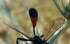 Isodontia splendidula