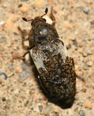 Dermestes marmoratus