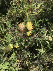 Anthyllis vulneraria polyphylla