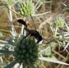 Isodontia splendidula