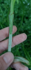 Carex conjuncta