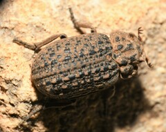 Omorgus punctatus