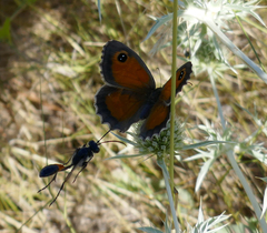 Isodontia splendidula
