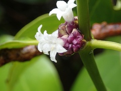 Palicourea axillaris