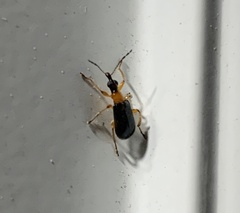 Eugnamptus angustatus