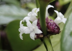 Palicourea axillaris