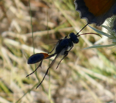 Isodontia splendidula