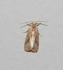 Micrathetis
