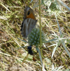 Isodontia splendidula