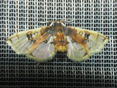 Compacta