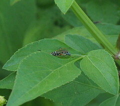 Glabridorsum stokesii