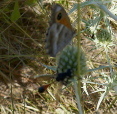 Isodontia splendidula