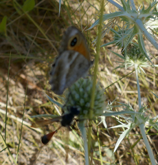 Isodontia splendidula