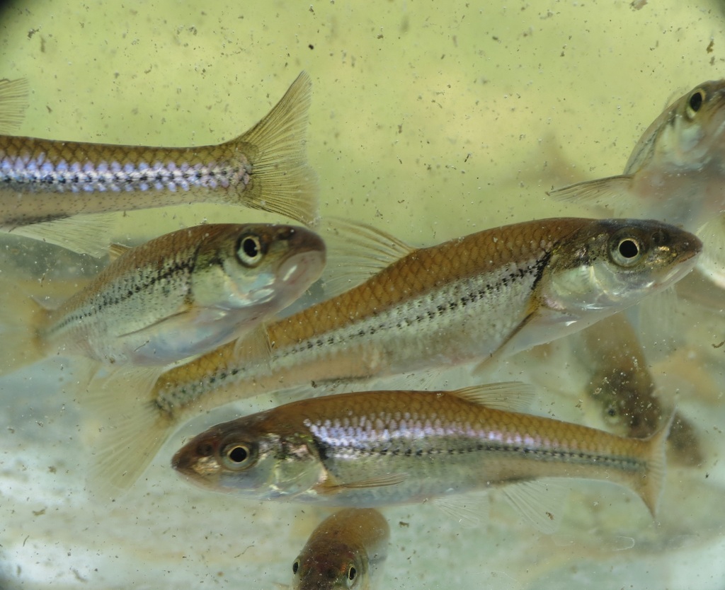 Bigmouth Shiner from Rockford, IL, USA on July 02, 2022 at 10:24 AM by ...