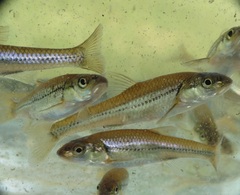 Notropis dorsalis