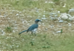 Aphelocoma wollweberi