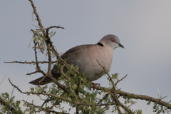 Streptopelia decipiens