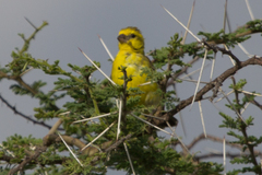 Crithagra dorsostriata