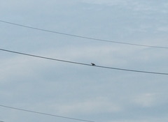 Streptopelia tranquebarica