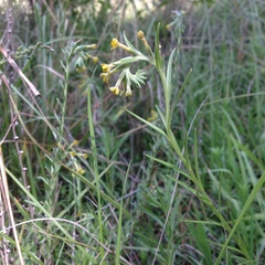 Lithospermum strictum