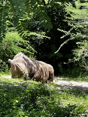 Ceratotherium