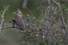 Urocolius macrourus