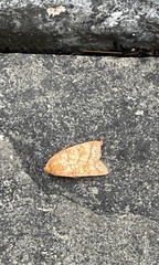 Pyreferra hesperidago