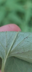 Packera paupercula pseudotomentosa