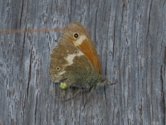 Coenonympha tullia