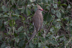 Urocolius macrourus