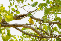 Zosterops anderssoni