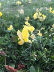 Lotus corniculatus