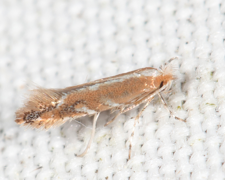 Conglomerate Oak Leafminer Moth