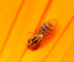 Chlorops interruptus