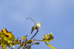 Eremomela scotops