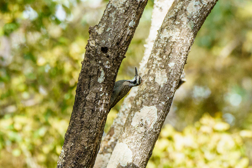 Bearded Woodpecker