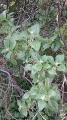 Tetragonia implexicoma