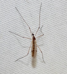 Teucholabis complexa