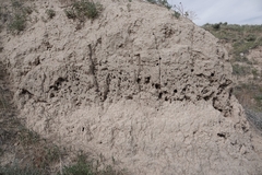 Anthophora bomboides