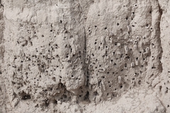 Anthophora bomboides