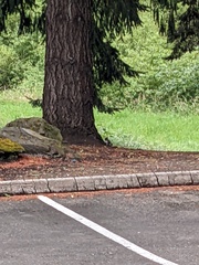 Sciurus carolinensis