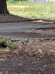 Sciurus carolinensis