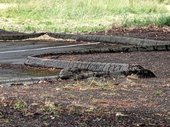 Sciurus carolinensis