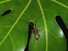Acalolepta permutans