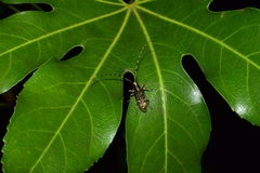 Acalolepta permutans