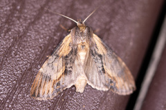 Dasylophia thyatiroides