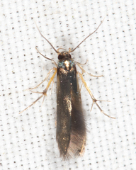 Schreckensteinia erythriella