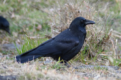 Corvus corone