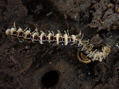Arthrophaga myriapodina